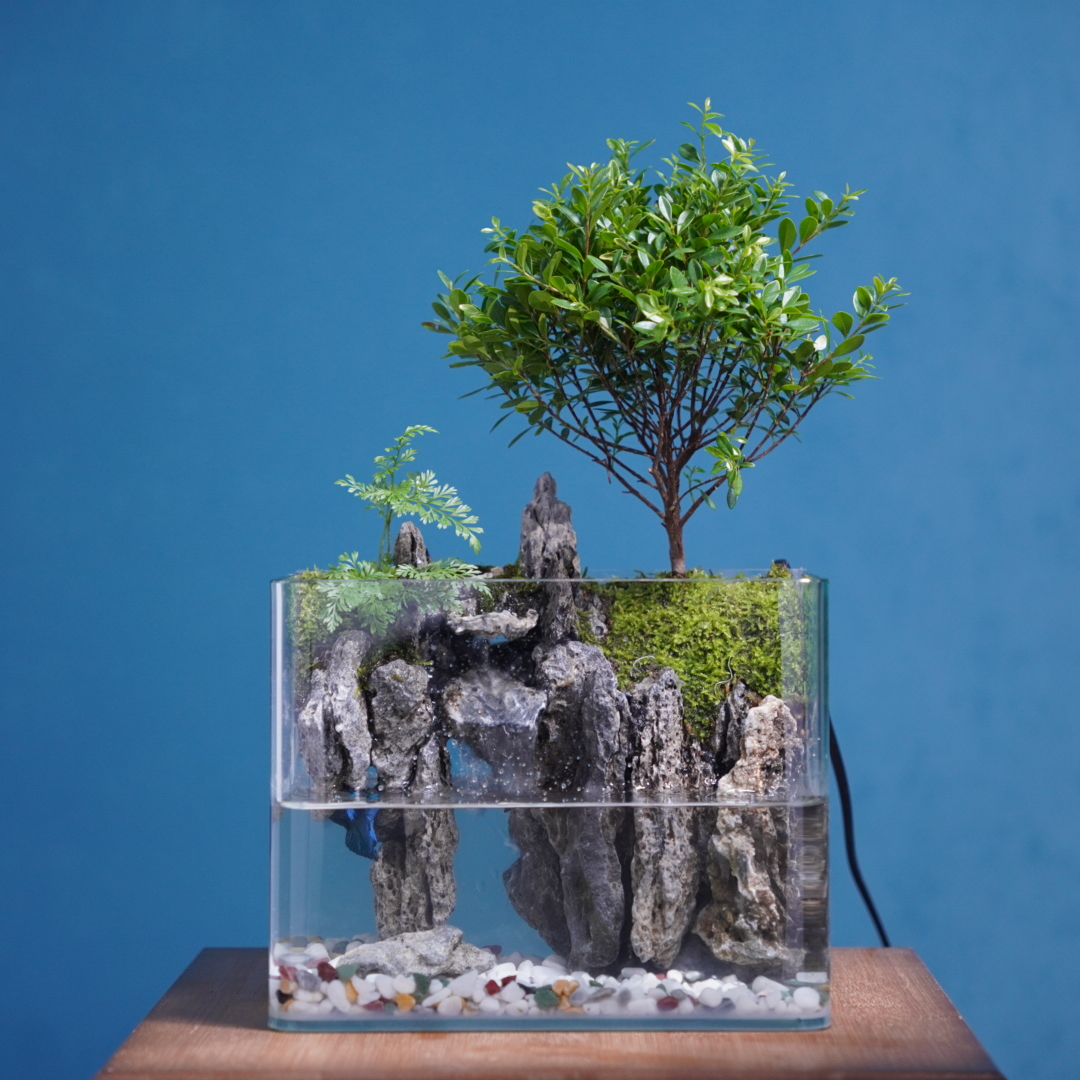 擎天-20方缸桌面景观真实绿植造景创意微景观组合生态瓶可养鱼