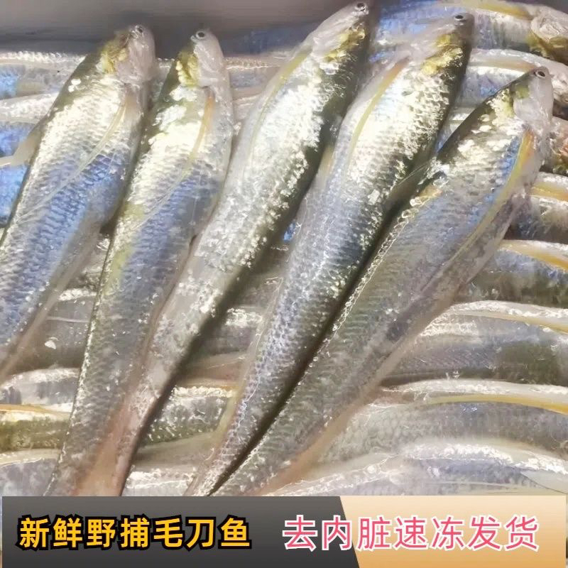 新鲜野生淡水毛刀鱼凤尾鱼野捕小杂鱼批发商用淡水湖刀鱼油炸清蒸