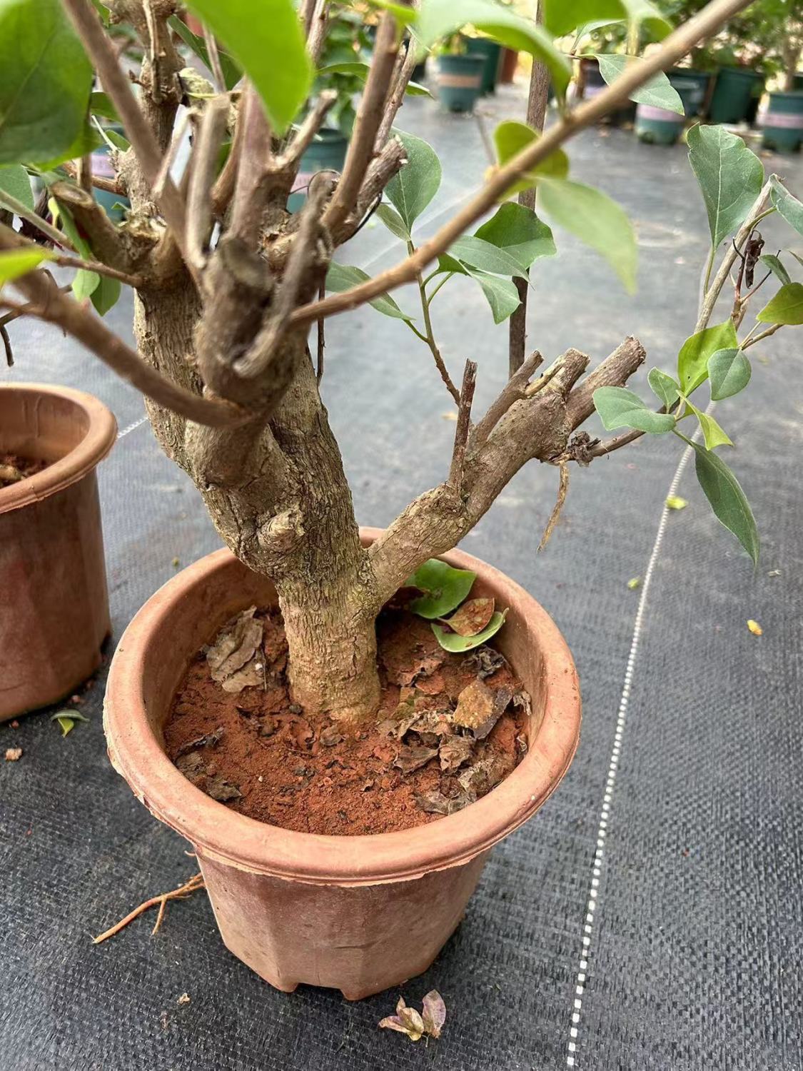 三角梅爬藤盆栽带花可造型四季三角梅开花庭院阳台绿植物好养花卉