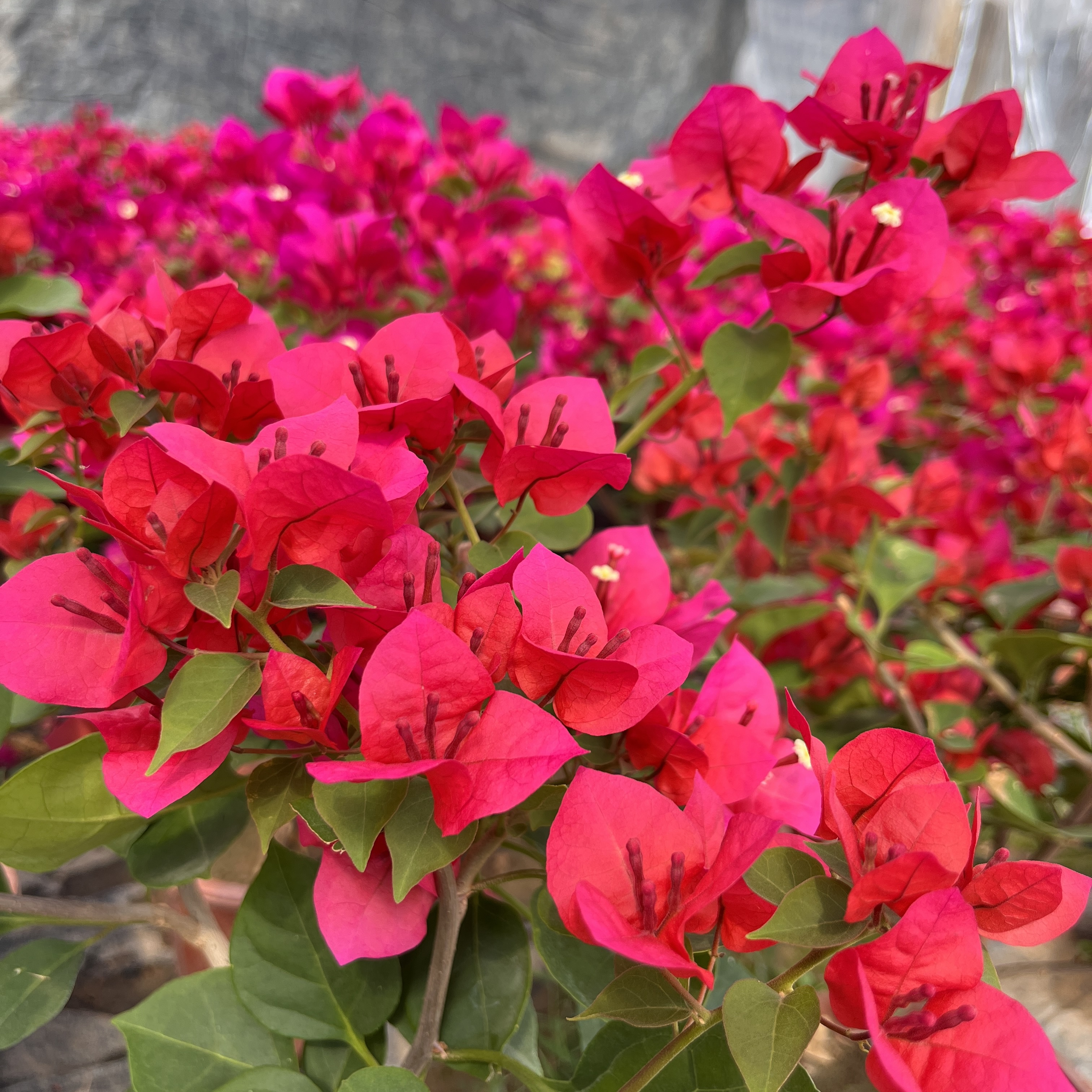 周域--三年中国红三角梅四季开花庭院地栽阳台室内易养活好活好养