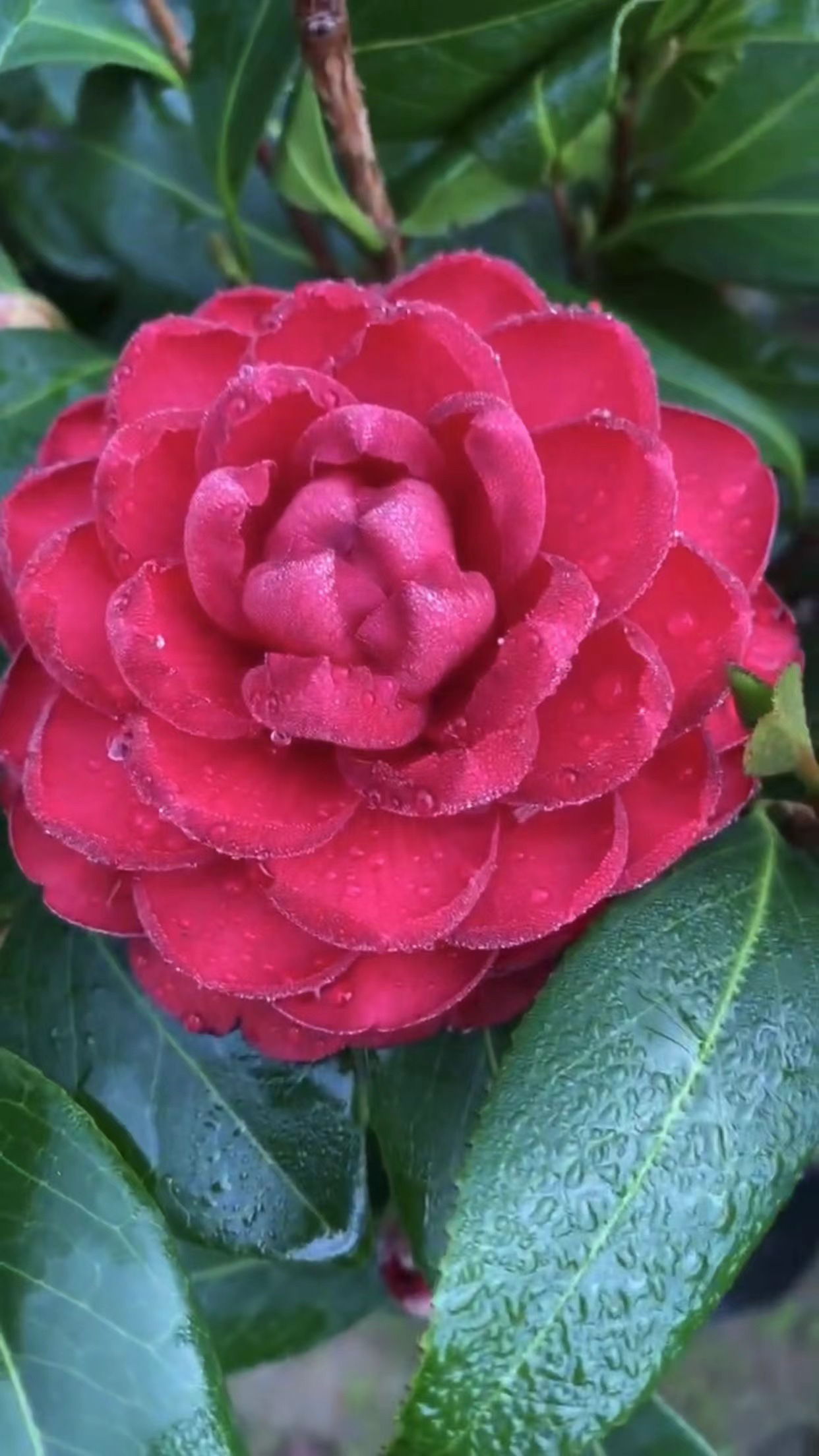 200-400品种茶花接听主播口令备注品种昵称