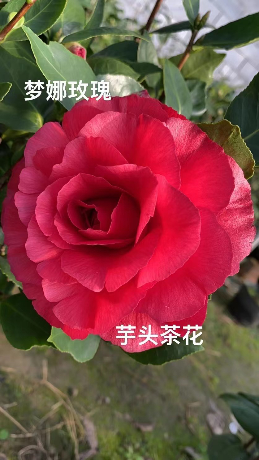 10-200品种茶花耐冬嫁接盆栽绿植一物一拍主播口令备注品种昵称