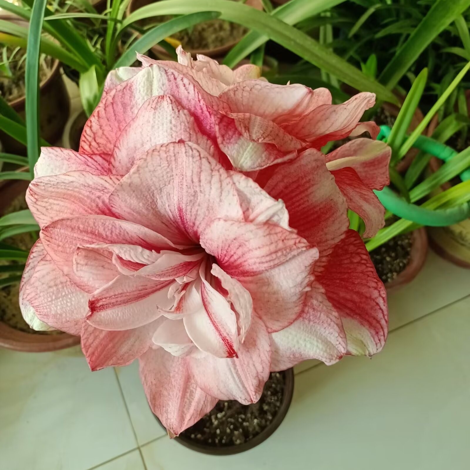 梦幻迪帝卡系列朱顶红小苗