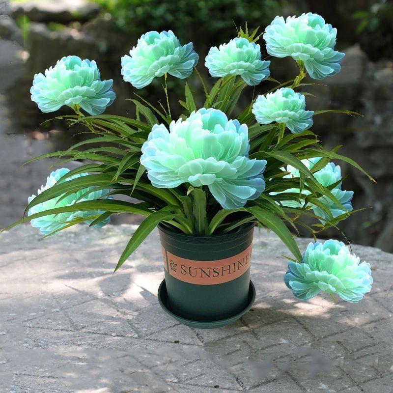 新款耐热浓香花卉面包荷室内四季开花室外水培植物驱蚊驱虫土培花