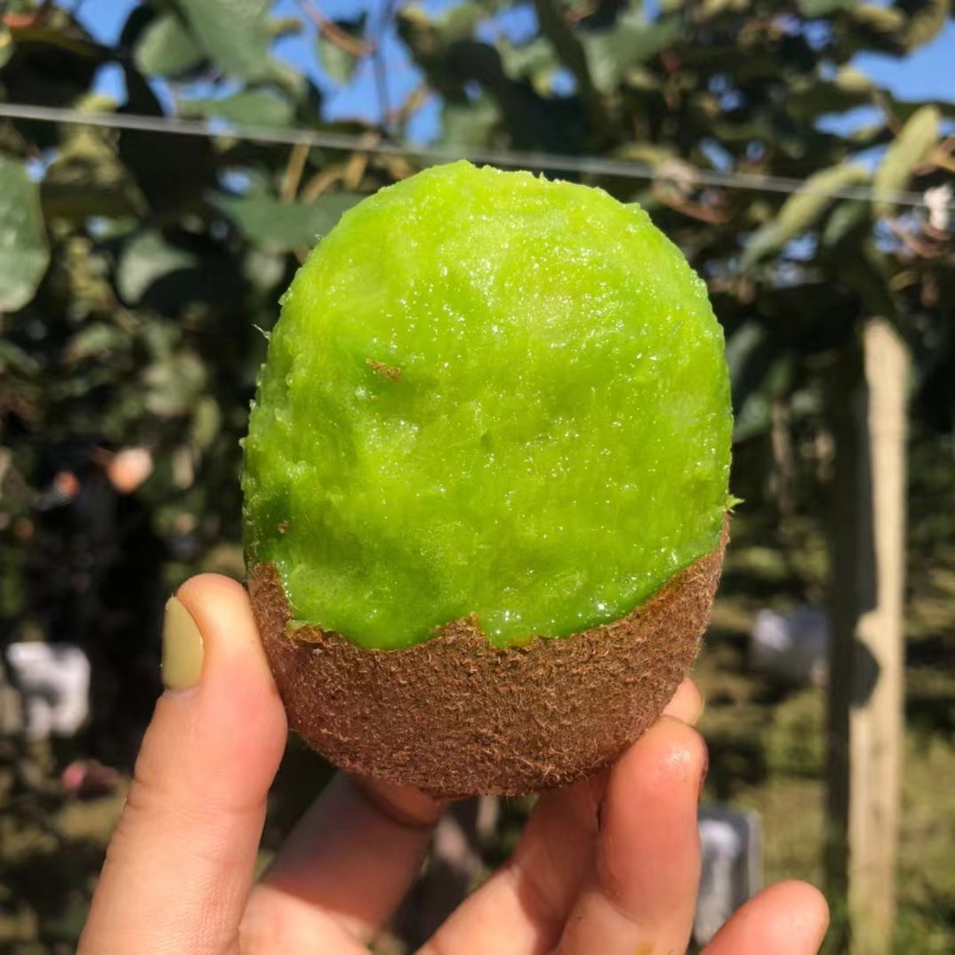 徐香猕猴桃新鲜上市、【皮薄肉厚、甜蜜多汁】2-5斤包邮