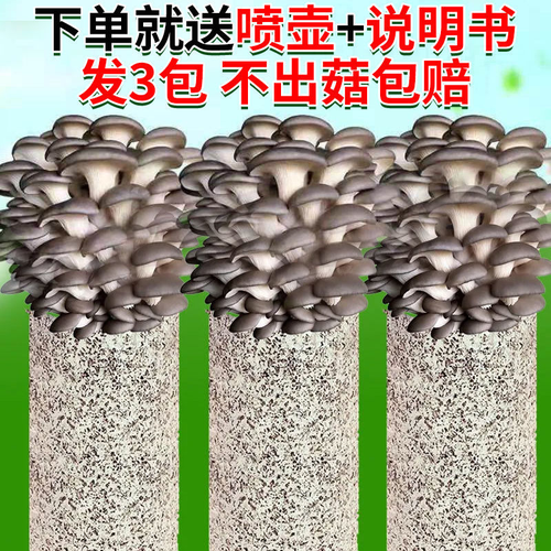 【不出菇包赔】家庭种植蘑菇菌包食用菌棒蘑发货下单好吃品种