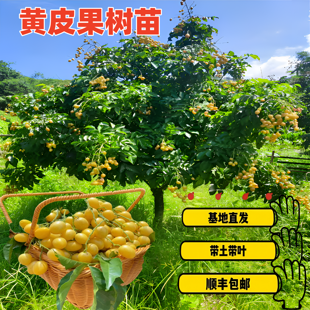 优质黄皮正宗嫁接种树苗 盆栽地栽种植来年来花结果带土带叶发货