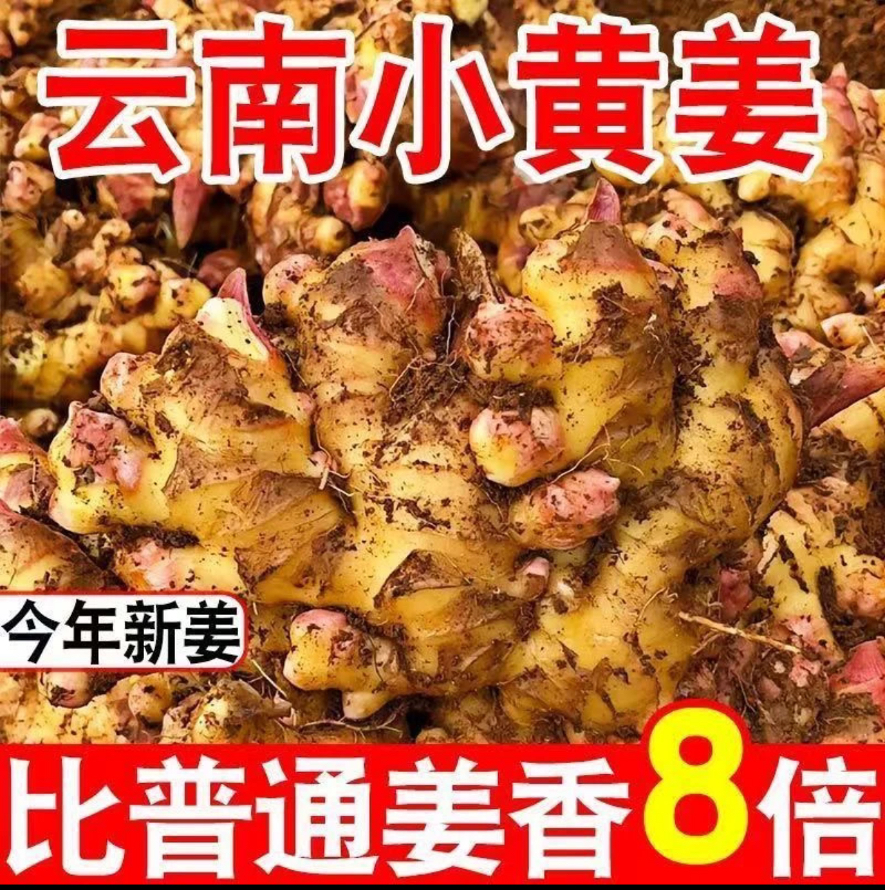 云南地道小黄姜【嫩姜】辛辣浓郁不熏硫不泡药水自然生长，现挖现发