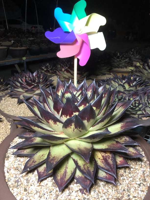 雪莲乌木侧芽阳台庭院绿植盆栽花卉植物