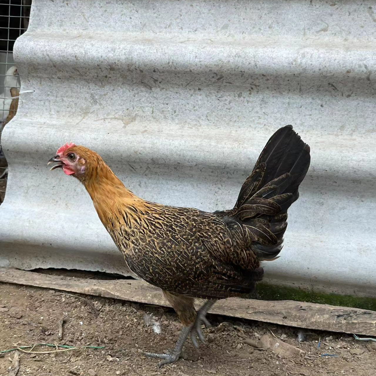 农村散养麻色母鸡