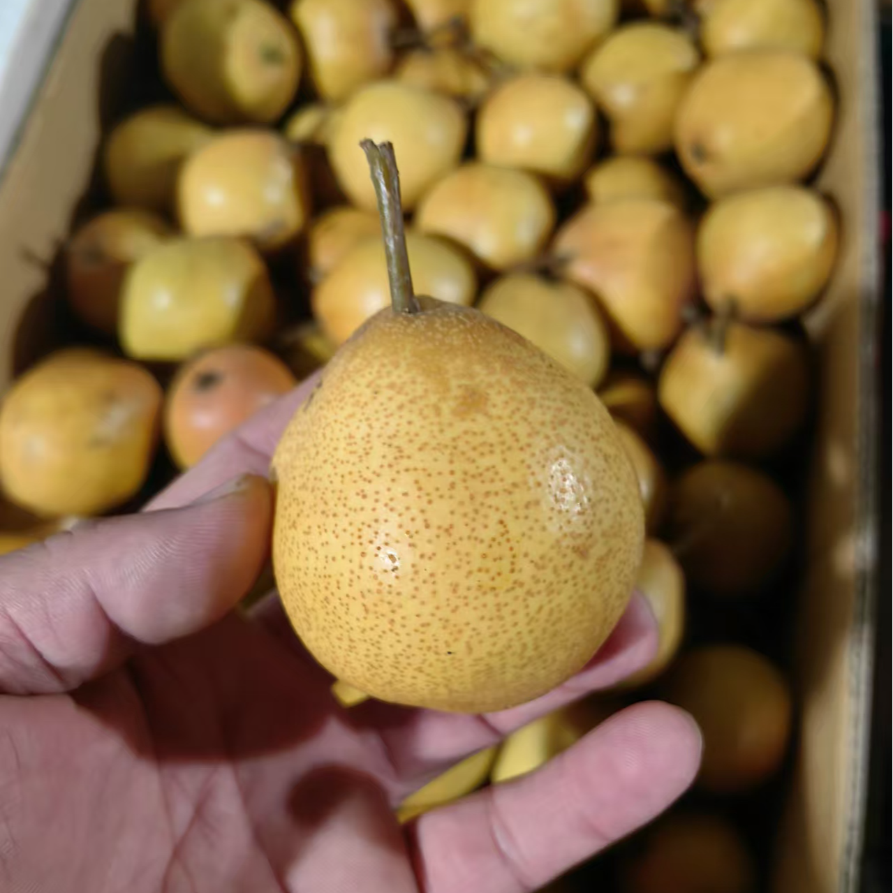 东北纯老式尖把梨