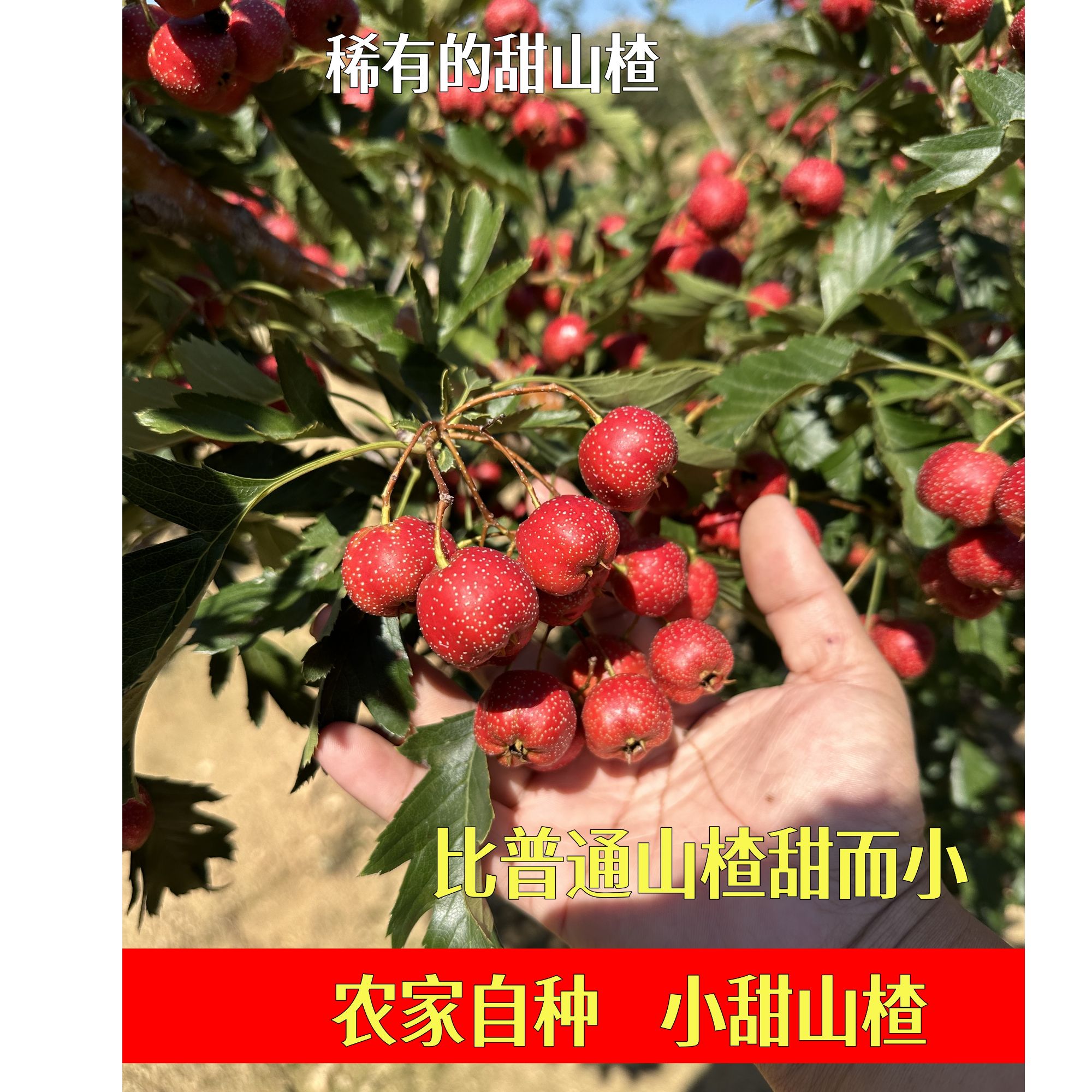 黑石汪2025沂蒙山新鲜山楂果甜红子小山楂当季水果糖雪球原料