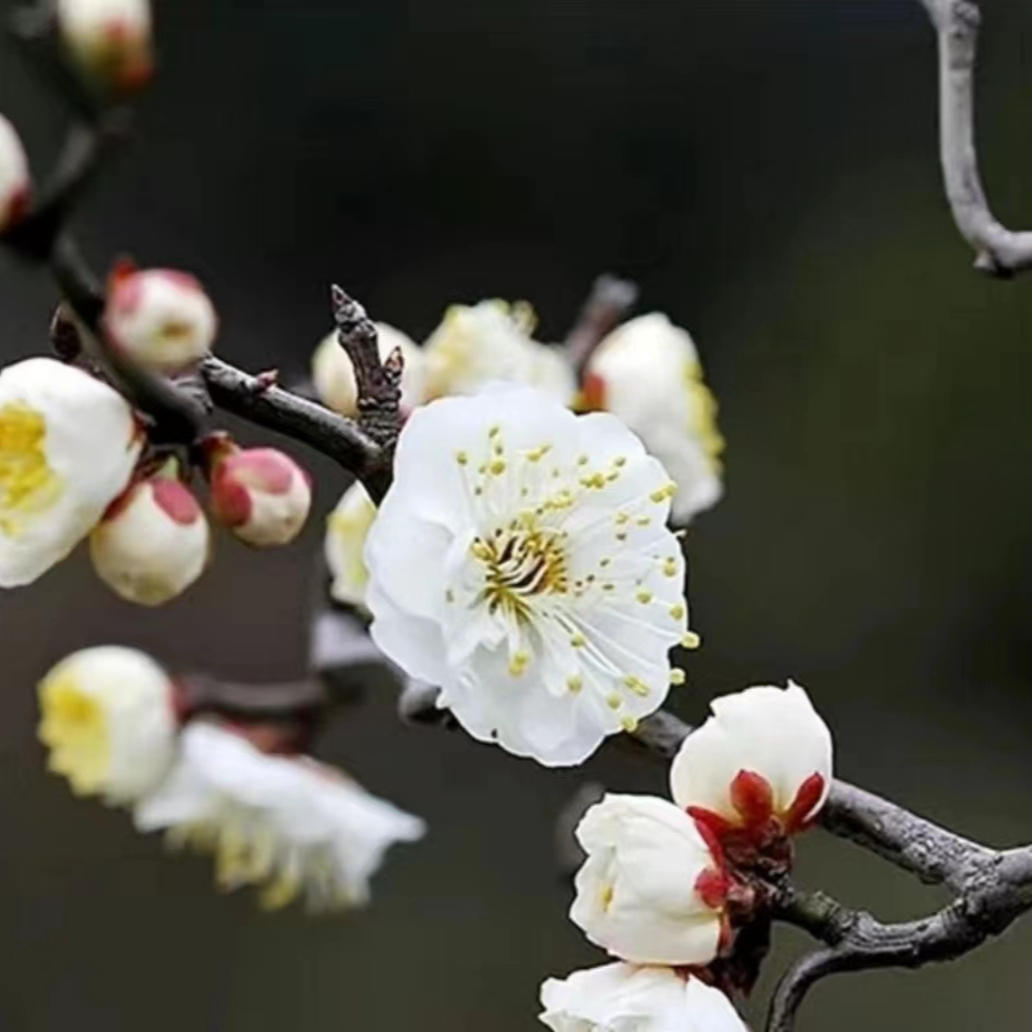 梅花 新号福利集合