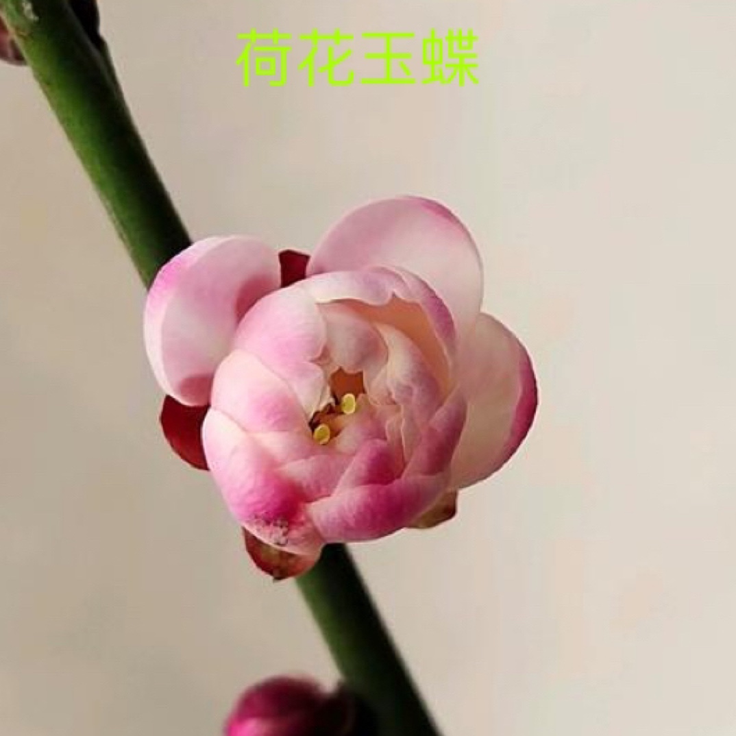 原生梅花  土球发货 基地直发 