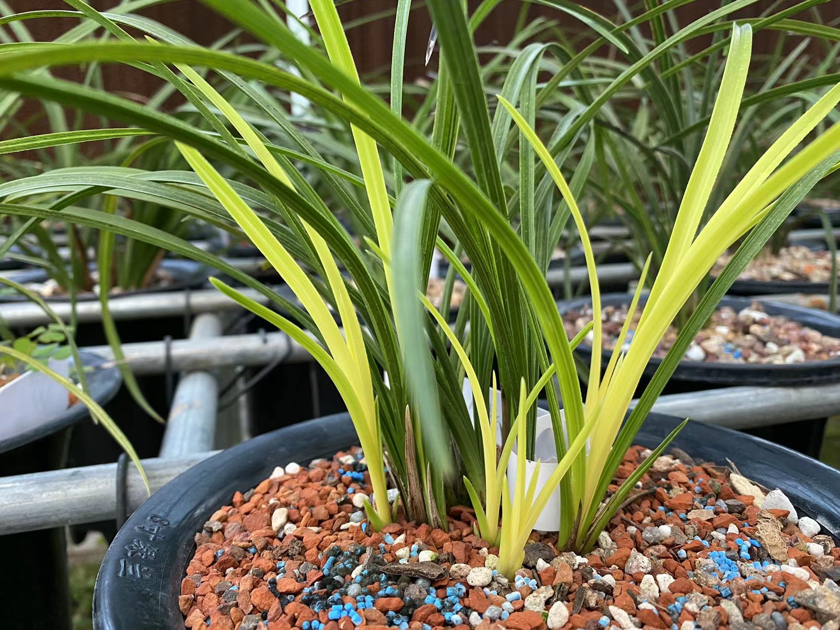 兰花草