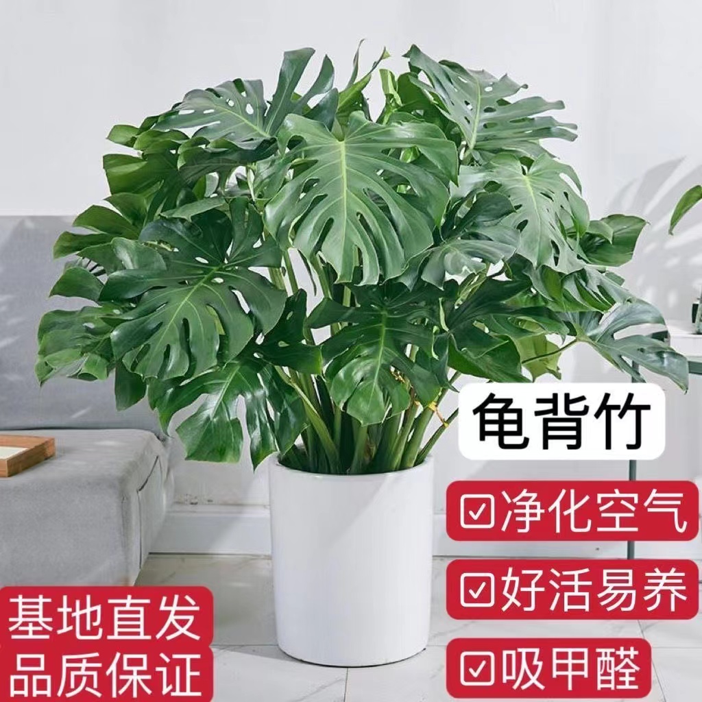 丛生老桩龟背竹观叶植物室内客厅办公室阳台大盆栽绿植净化空气