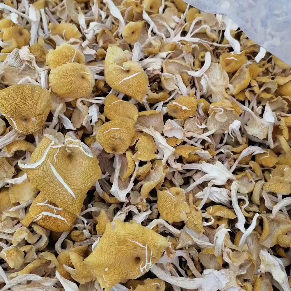 粉丝福利  野生鸡油菌特产美味干货50g/袋