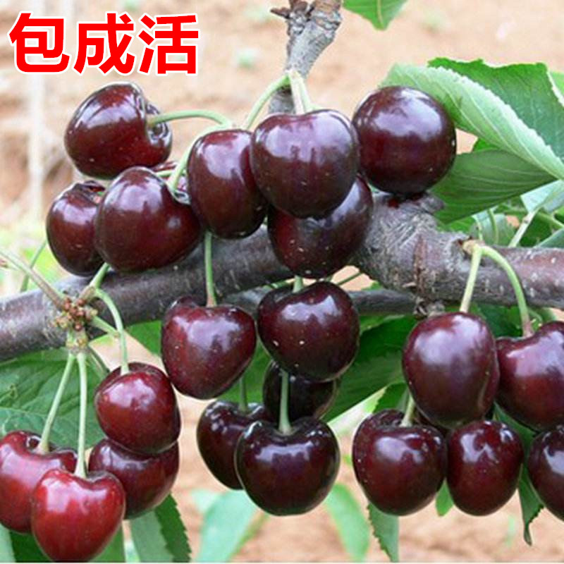车厘子树苗樱桃树苖特大樱桃树南北方种植当年结果矮化水果树果苗