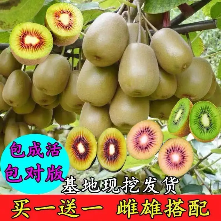 猕猴桃树果苗南北方种植水果树果苗当年结果红心徐香软枣猕猴桃苗