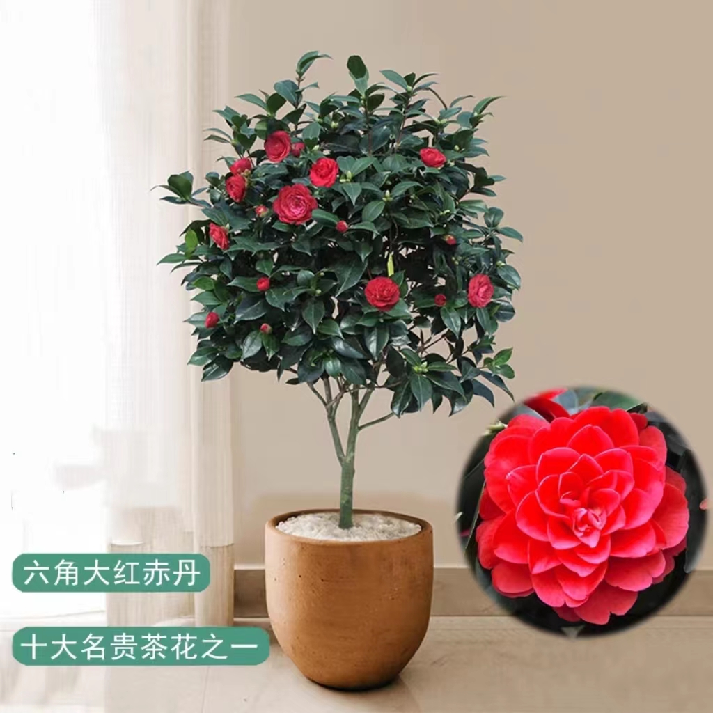 【15年老桩裸根发】红色烈香茶花盆栽四季开花客厅阳台耐寒好养花卉