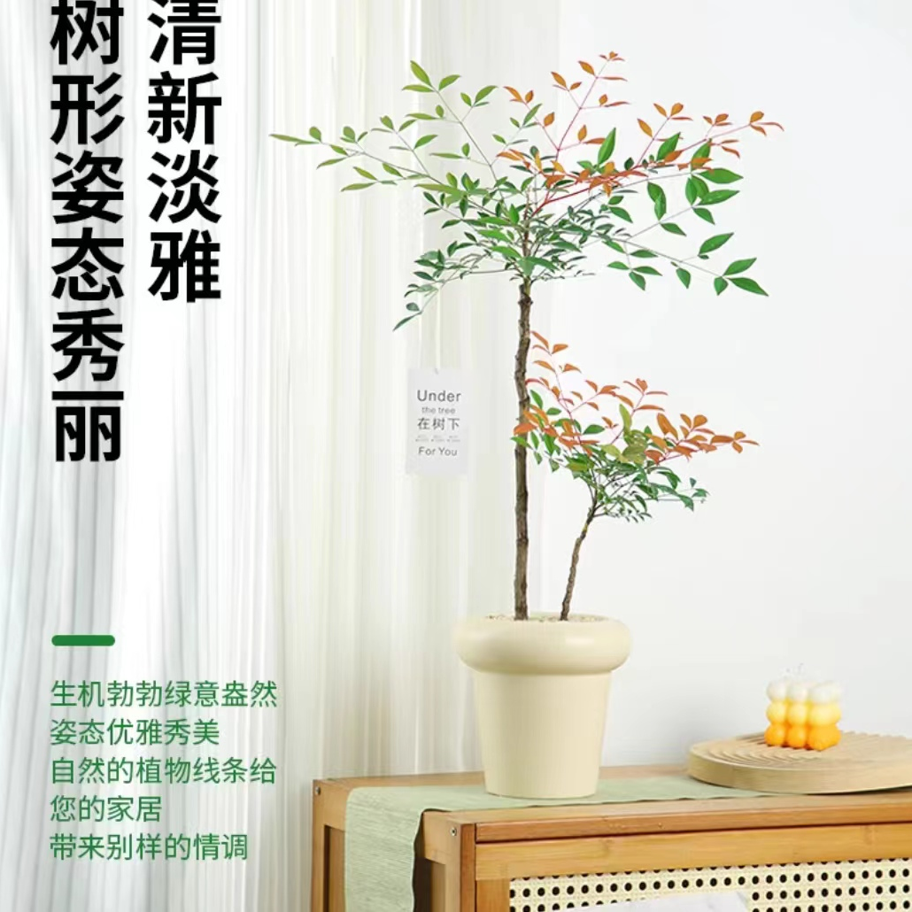 火焰南天竹室外耐寒家庭绿化 盆栽地栽庭院阳台带土成活高优雅A07