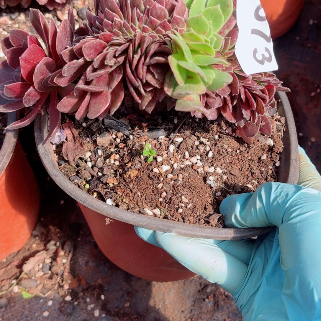 多肉植物873花花公子