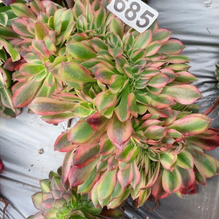 多肉植物685香妃