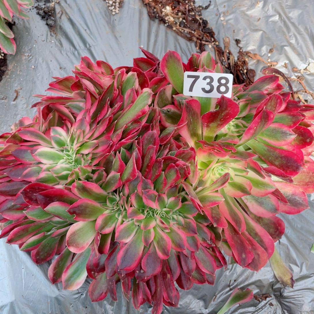 多肉植物738红袖