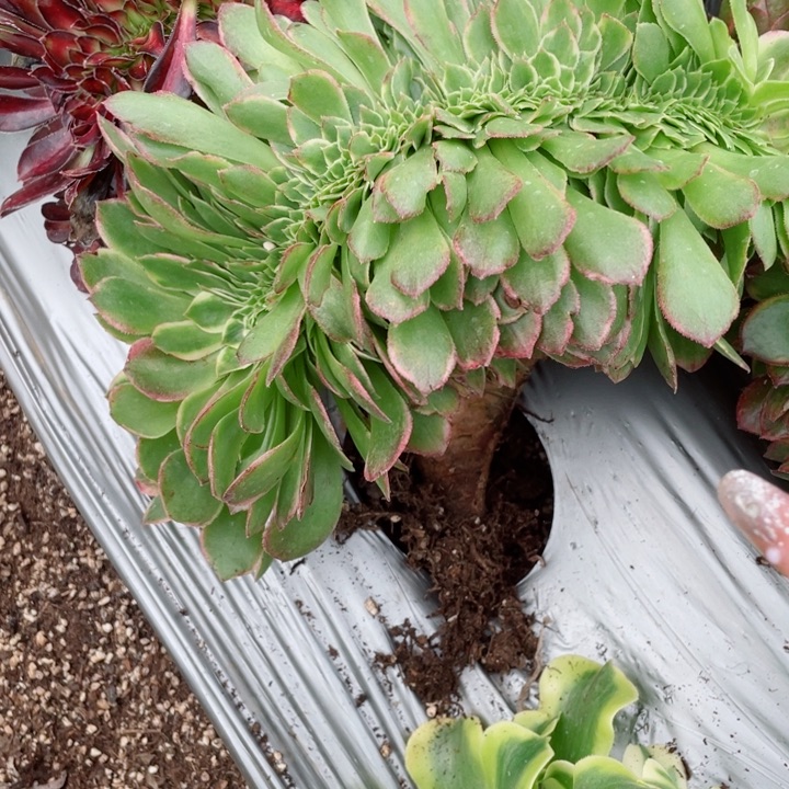 多肉植物096海王