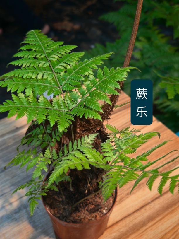 网红玄关金丝红磷蕨苔藓水培植物 中式风禅意盆景观叶绿植