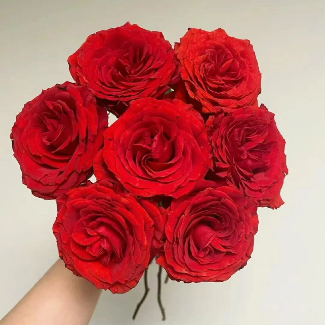 【珍爱玫瑰】玫瑰鲜花云南直发直批【0度以下拍保温棉】