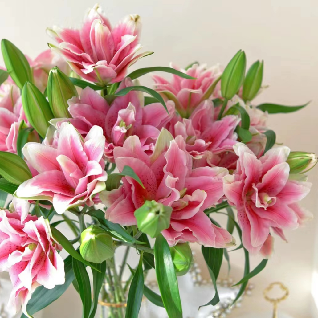 【西亚拉】重瓣百合鲜花云南直发直批【0度以下拍保温棉】