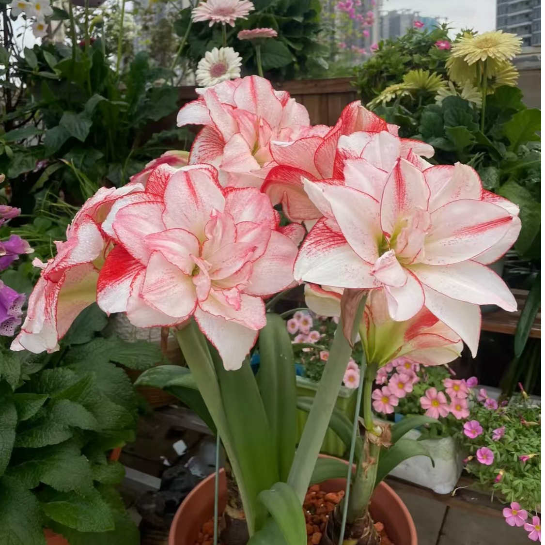 进口球朱顶红 丑球裂皮 条纹黛丝 10➕