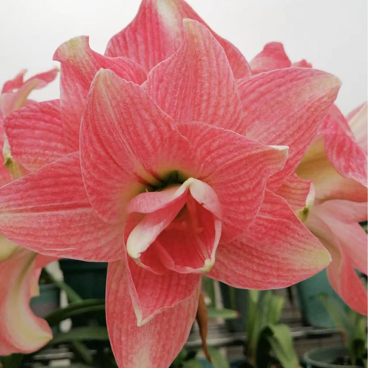 进口朱顶红  残次刀疤  粉黛7➕左右（花剑验证）