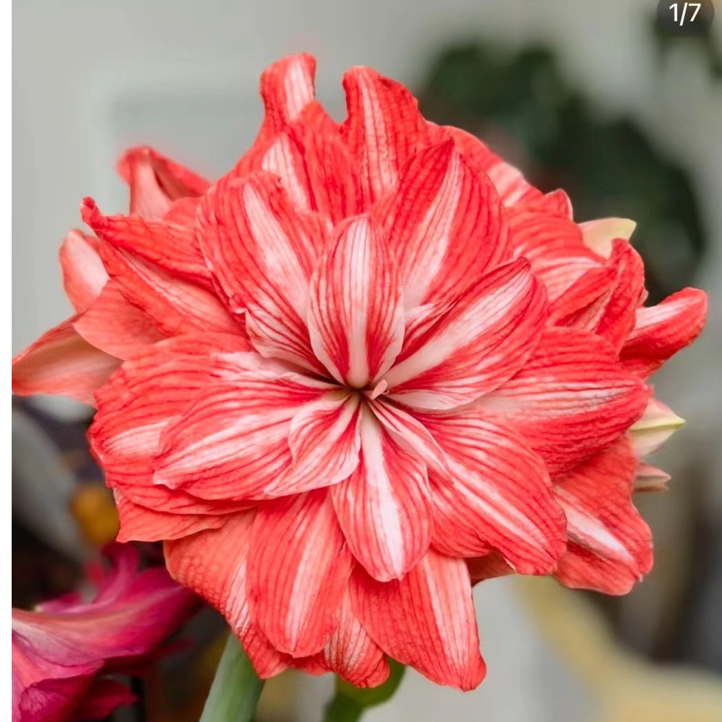 进口朱顶红 丑球福利 双马戏团（爱裂皮）8➕