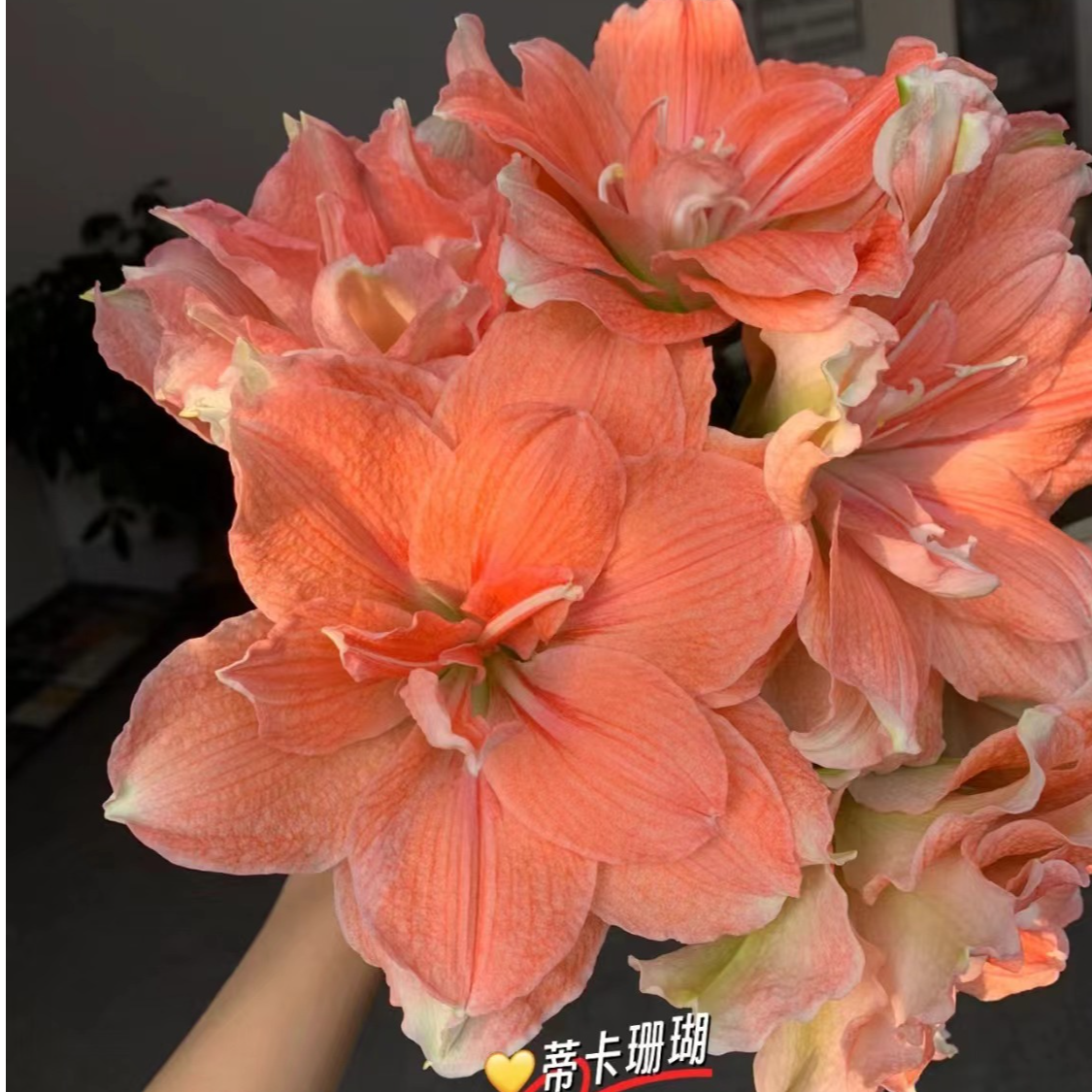 秘鲁进口朱顶红 蒂卡珊瑚/珊瑚之星7.5左右
