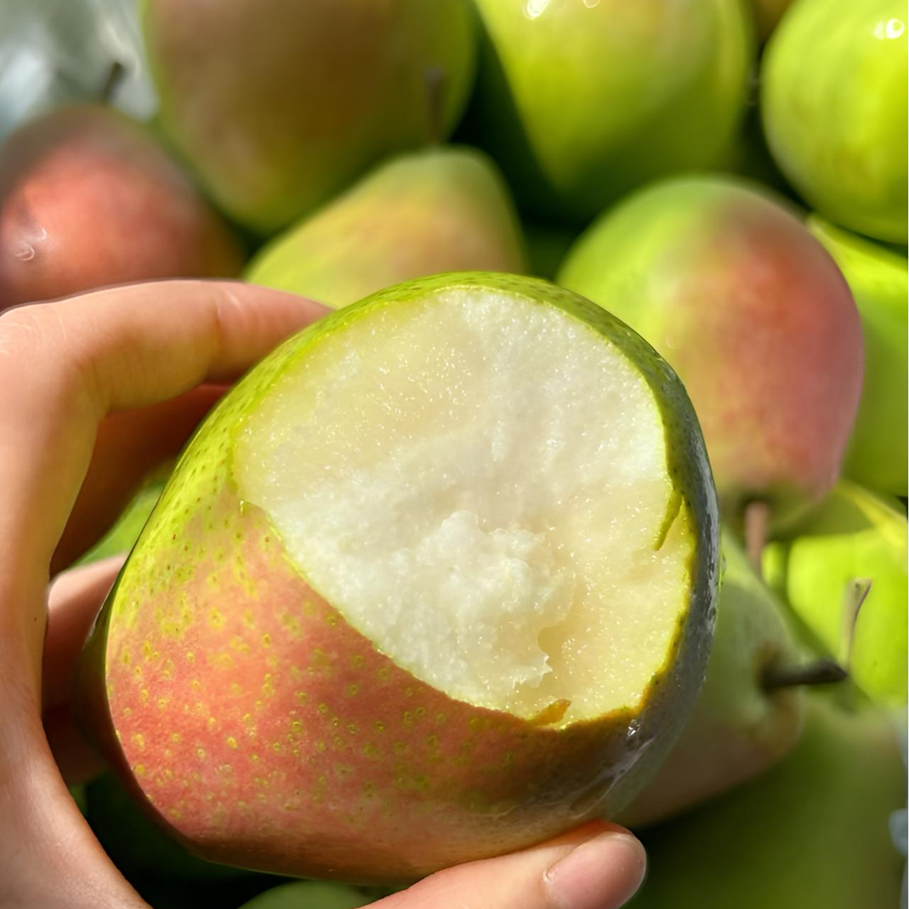 新疆阿克苏福利品香梨