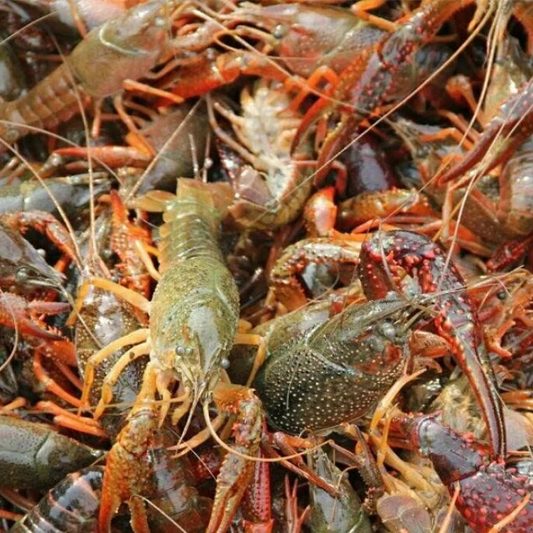 潜江应季鲜活小龙虾 3公斤新鲜统货实惠装 顺丰包邮到家