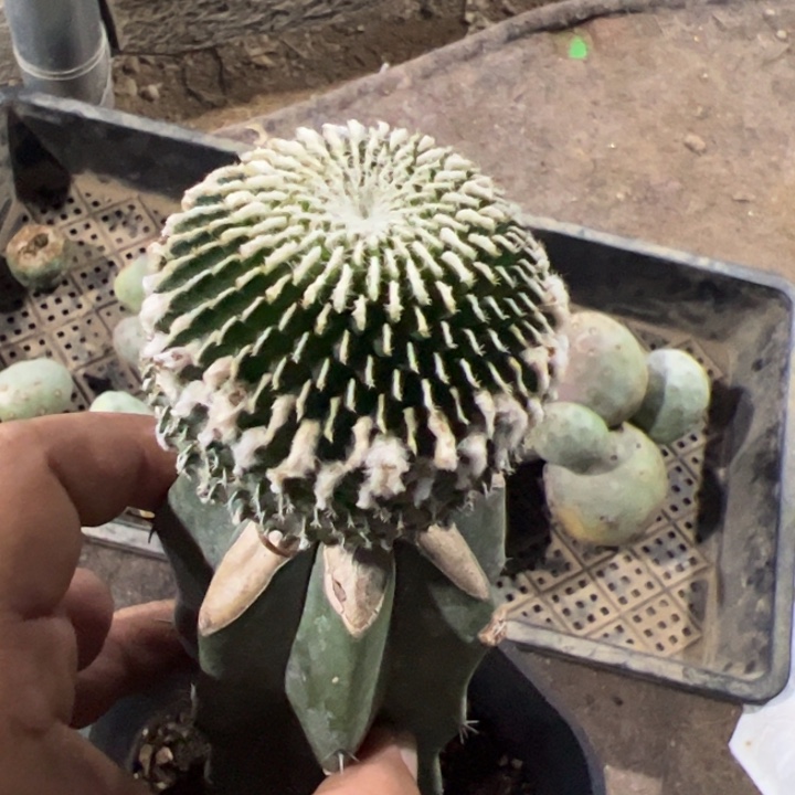 刺缀精巧殿仙人球400