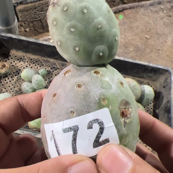 无刺巨型习侧芽仙人球172