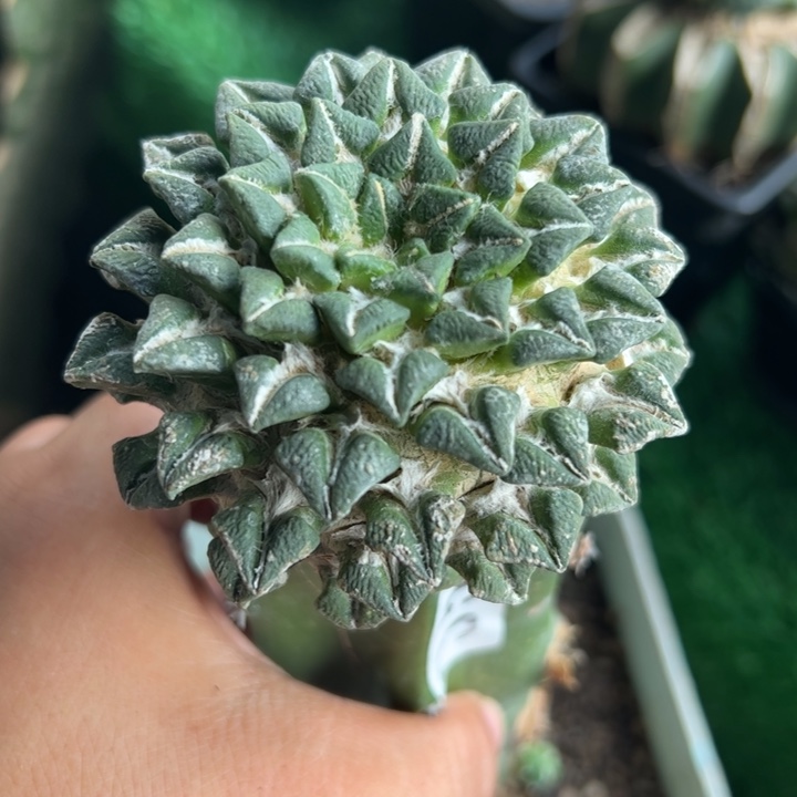 落地象足黑牡丹352