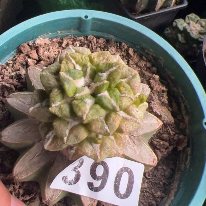 黑牡丹锦仙人球390