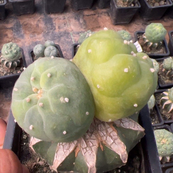 双头苗接仙锦仙人球393