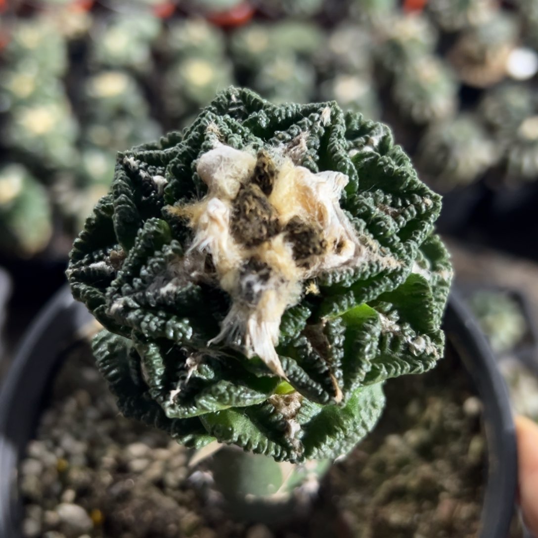 隔尤辛顿牡丹568