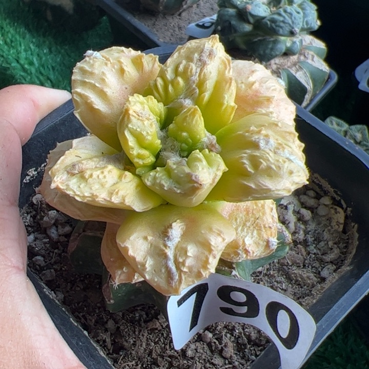 龟甲牡丹锦仙人球790