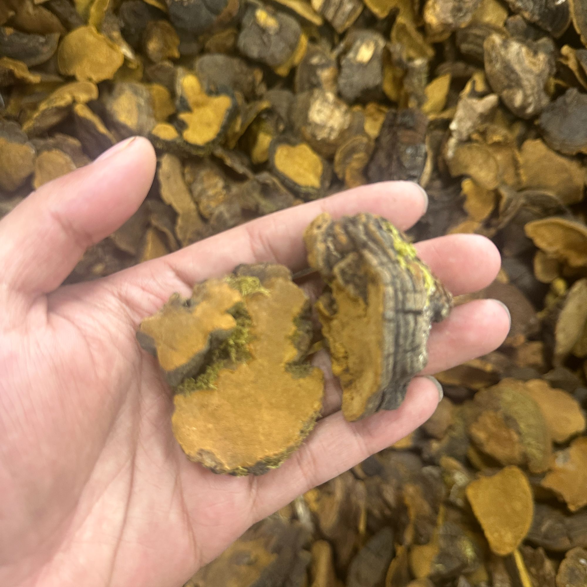 【玉姐精选】大自然BB桑黄 靓靓抵散结结~ 250g/1000g（桑）