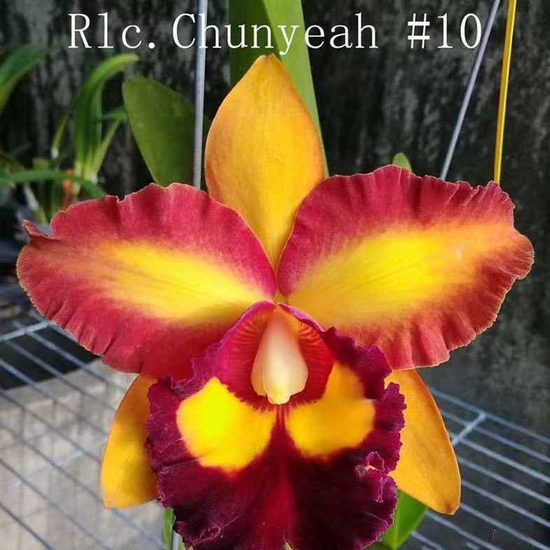 振宇10號卡特兰进口天冷開花則沒側瓣的紅覆輪寄生种植盆栽花期长