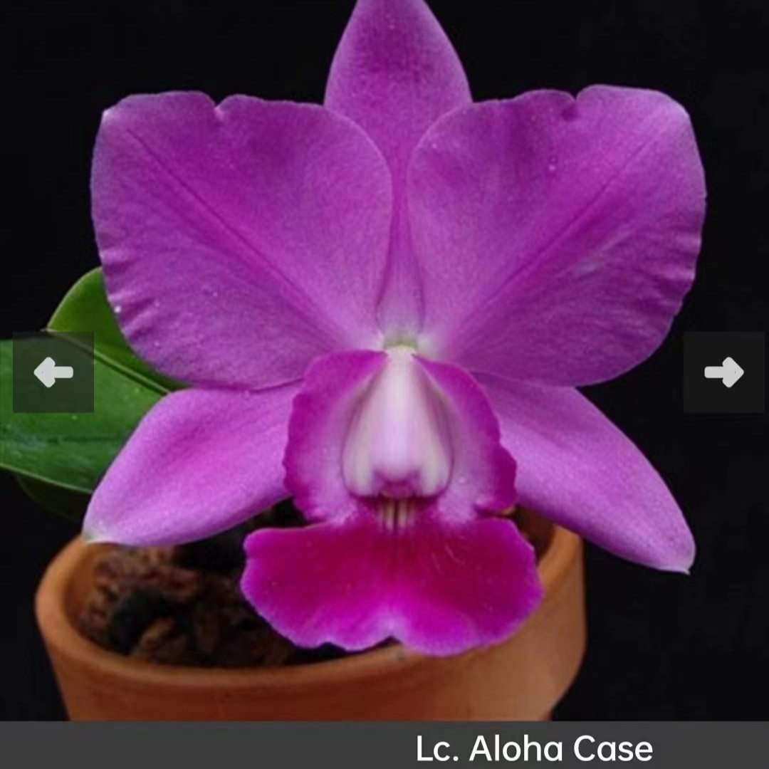 Aloha Case卡特兰进口盆栽花期长花香5苗左右 春季開花