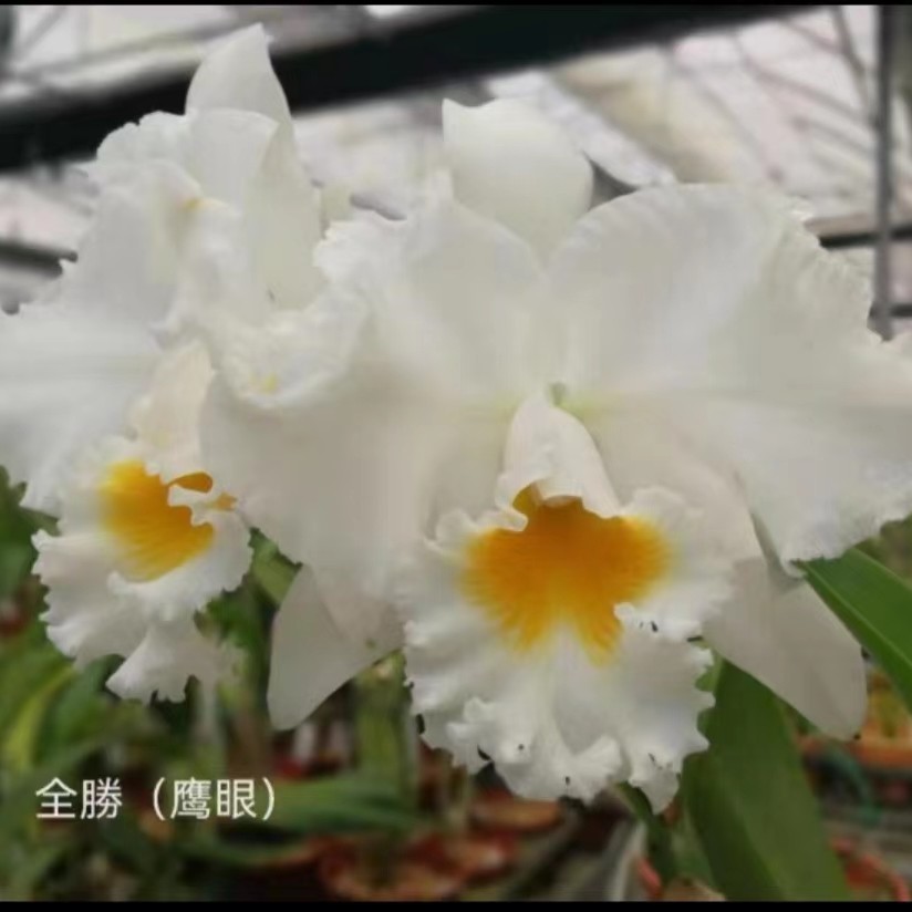 全勝卡特兰 进口种植盆栽7苗左右 夏季開花 开花香