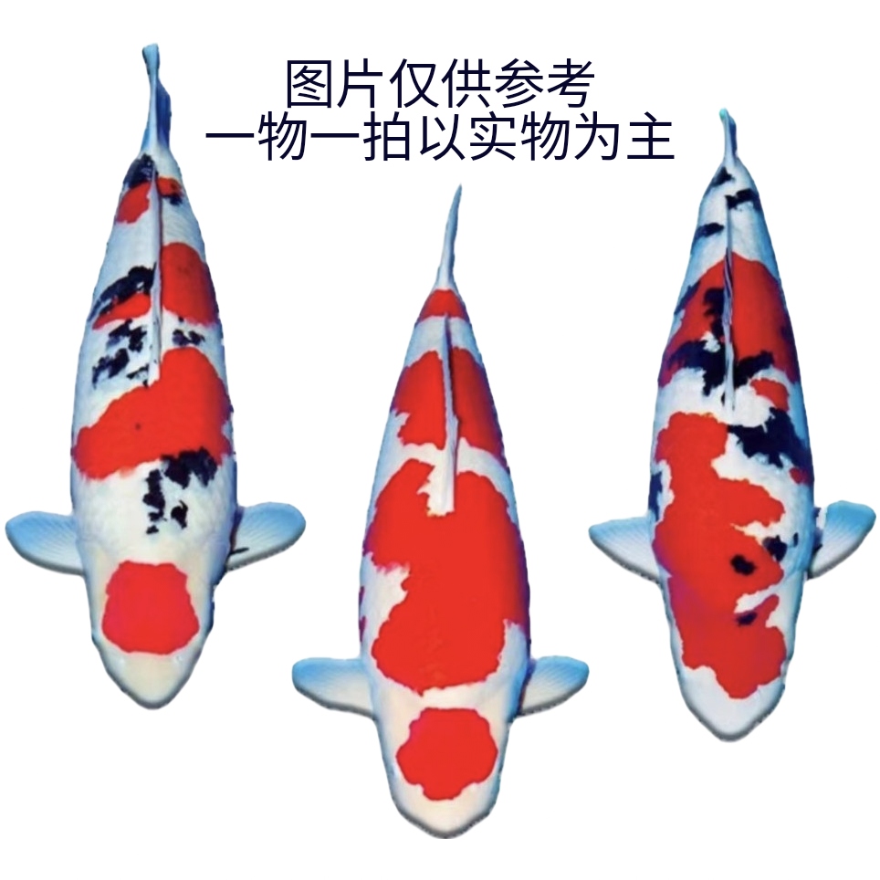 【不包邮】各种锦鲤观赏鱼